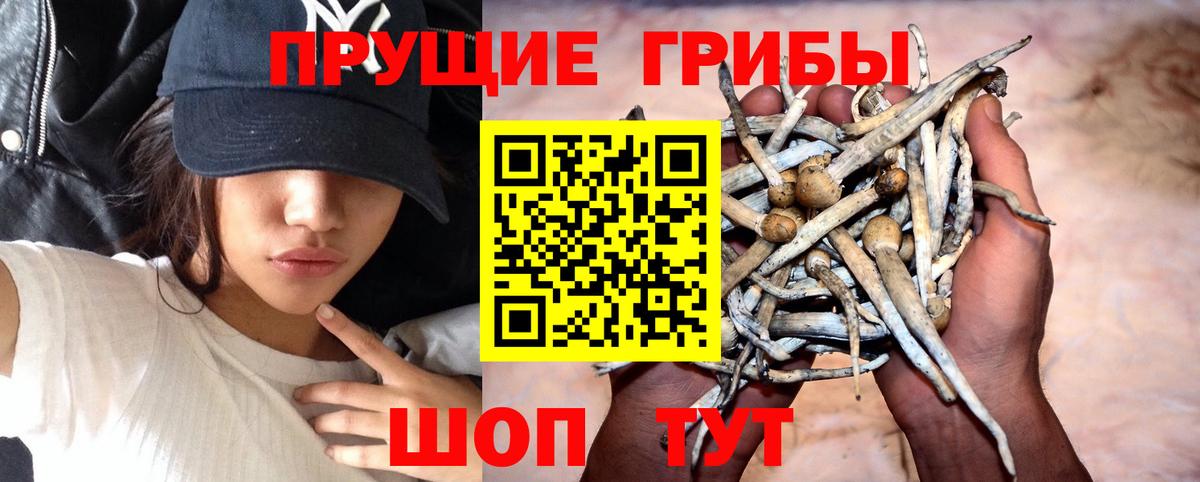 Галлюциногенные грибы прущие грибы  Вход с VPN  Сосновый Бор  Псилоцибиновые грибы прущие грибы 